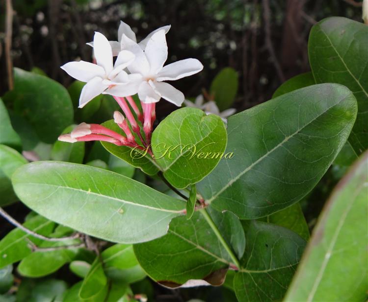  Inflorescence